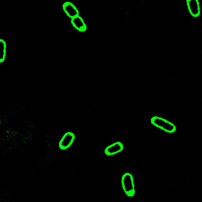 Fluorescently labeled bacteria