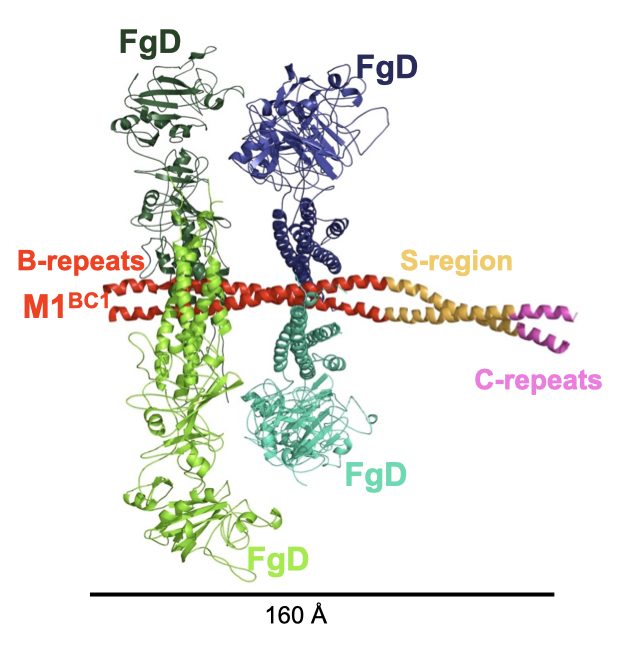 M1 protein and fibrinogen fragment D