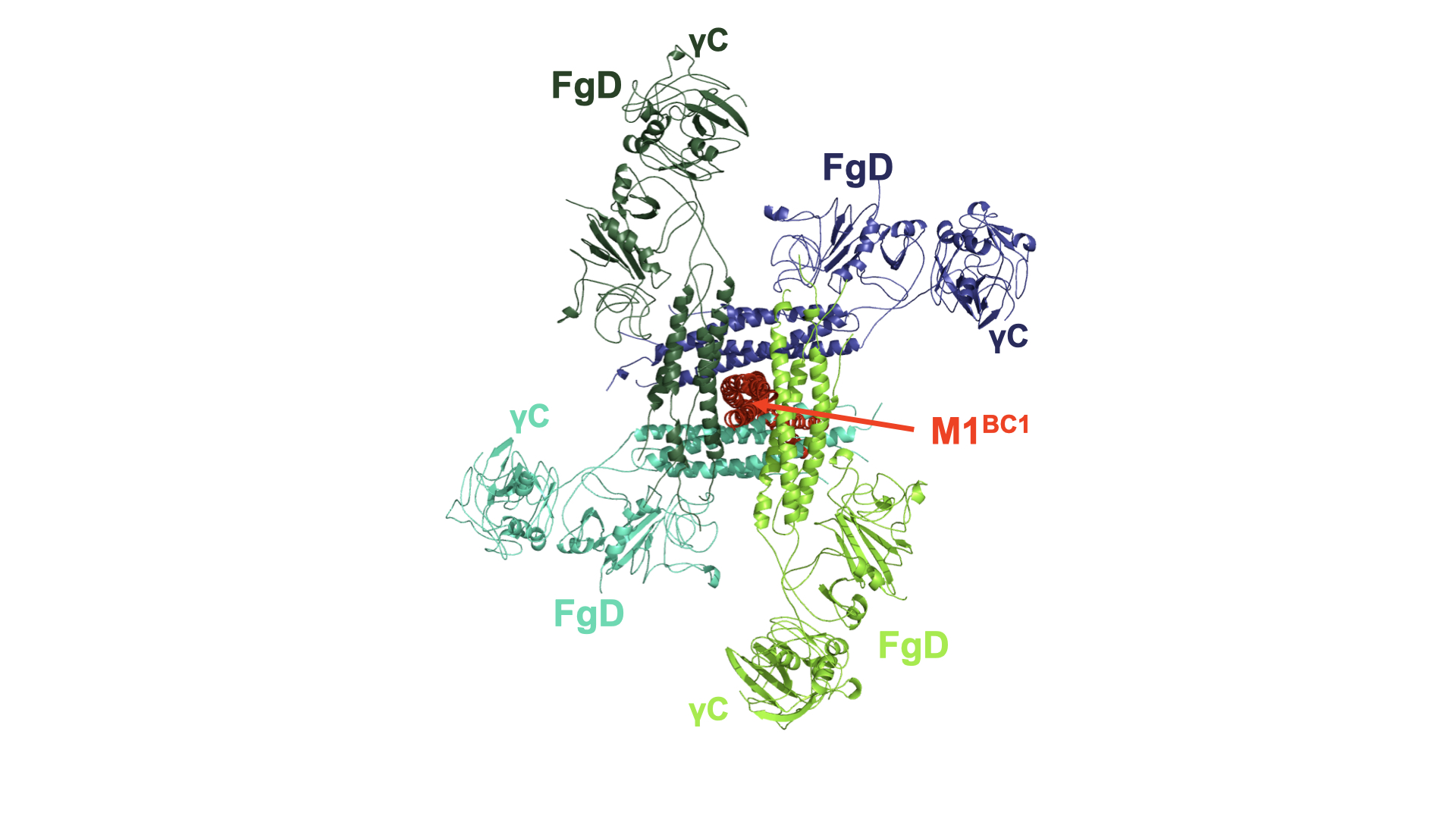 M1 protein bound to fibrinogen fragment D