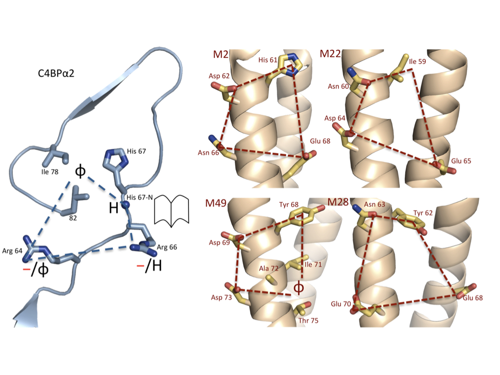 M protein and C4BP