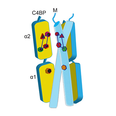 Cartoon of M protein binding C4BP