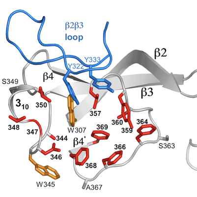 Massive sequence variation in retroelement-encoded proteins