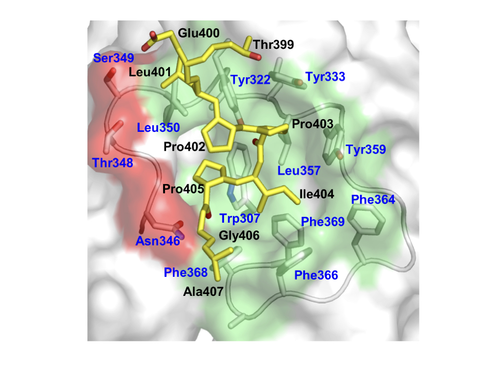 Mtd binding site (with pertactin)
