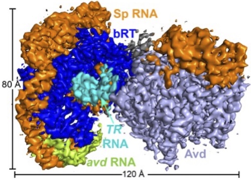 Cryo-EM structure of bRT, Avd, and RNA